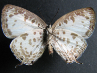 Adult Female Under of White Oak-blue - Arhopala wildei wildei